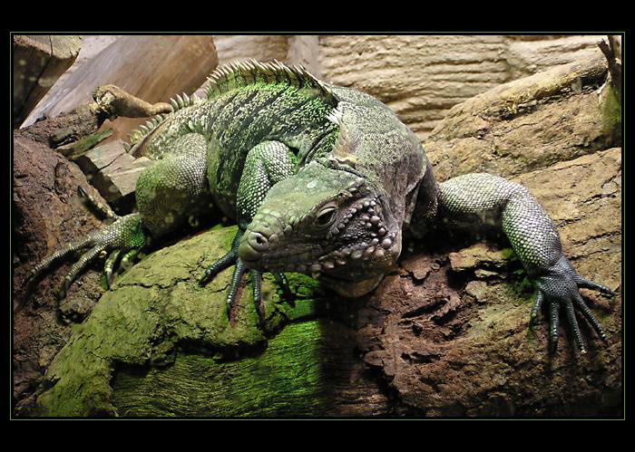 <b>Trochu větší ještěrka</b>