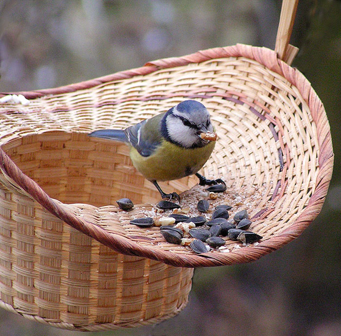 Světem ptáků I. - Sýkora modřinka