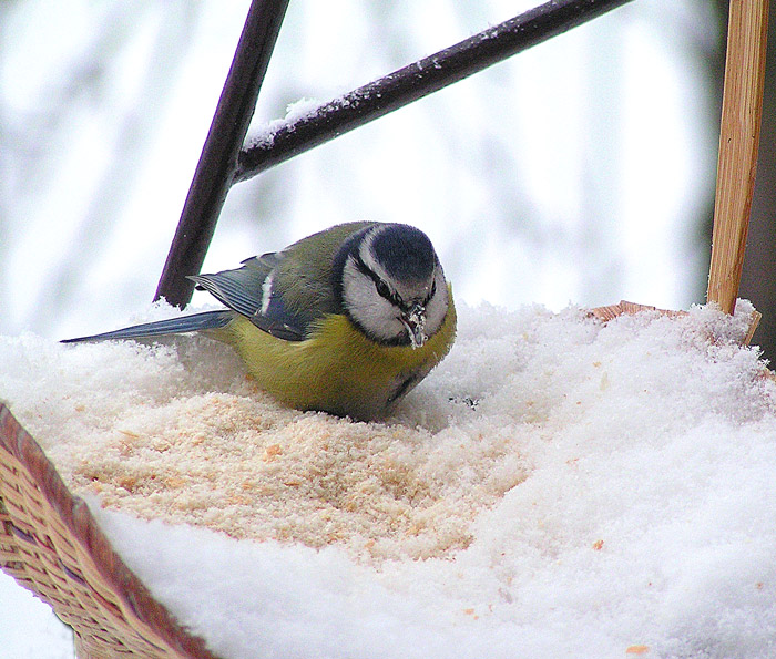 Světem ptáků II. - Sýkora modřinka
