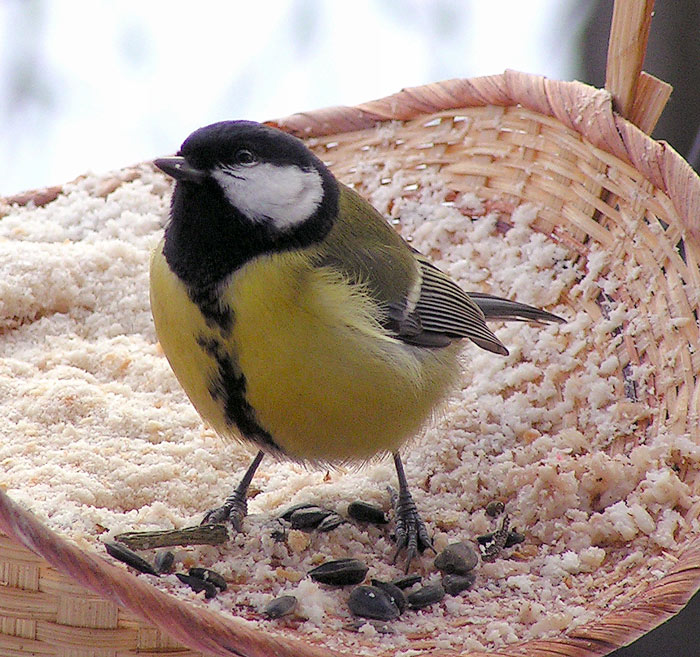 Světem ptáků III. - Sýkora koňadra (konečně modelka)