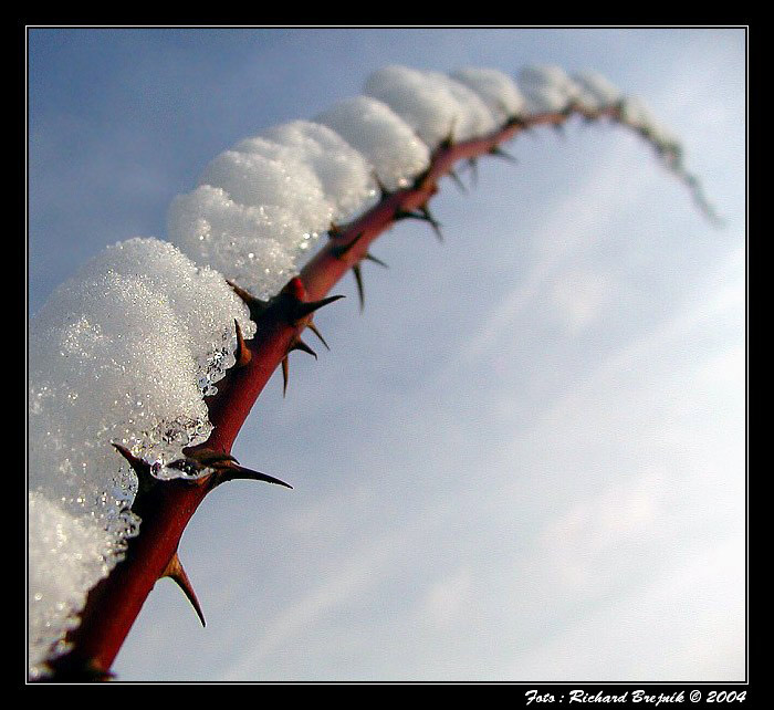 <B>VĚNOVÁNO JIŘÍMU CVRKOVI...</B>