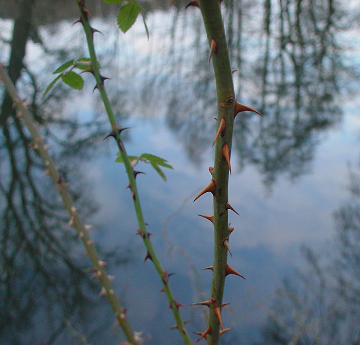 DOF