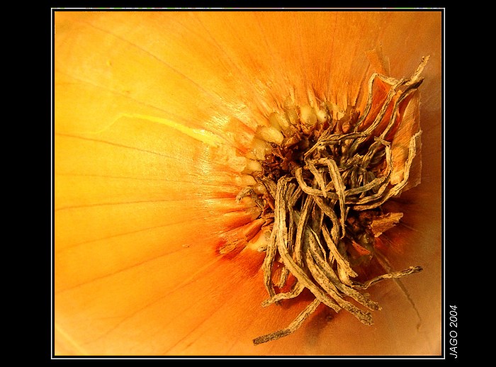 "ONION"