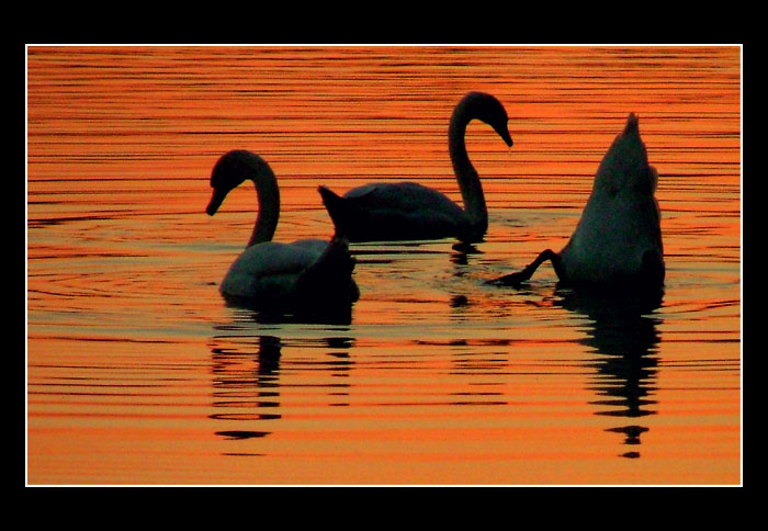 Labutie trio