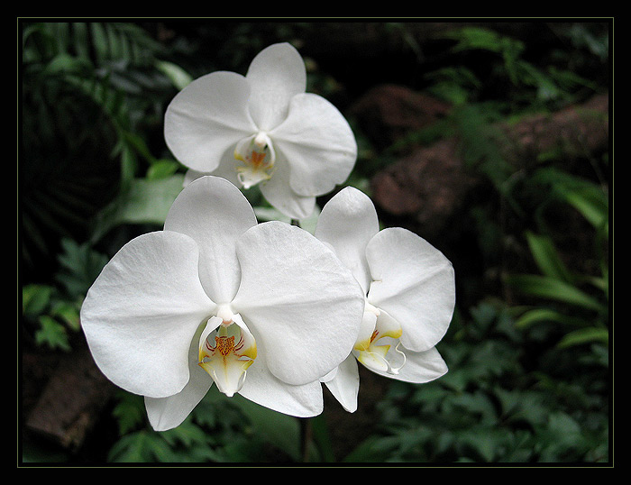 <b> Phalaenopsis </b>