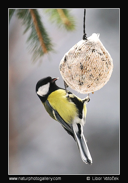 Krmíte ptáčky ??  :-)