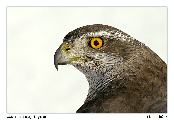 Taky Vám chodí na krmítko ?  ;-)
