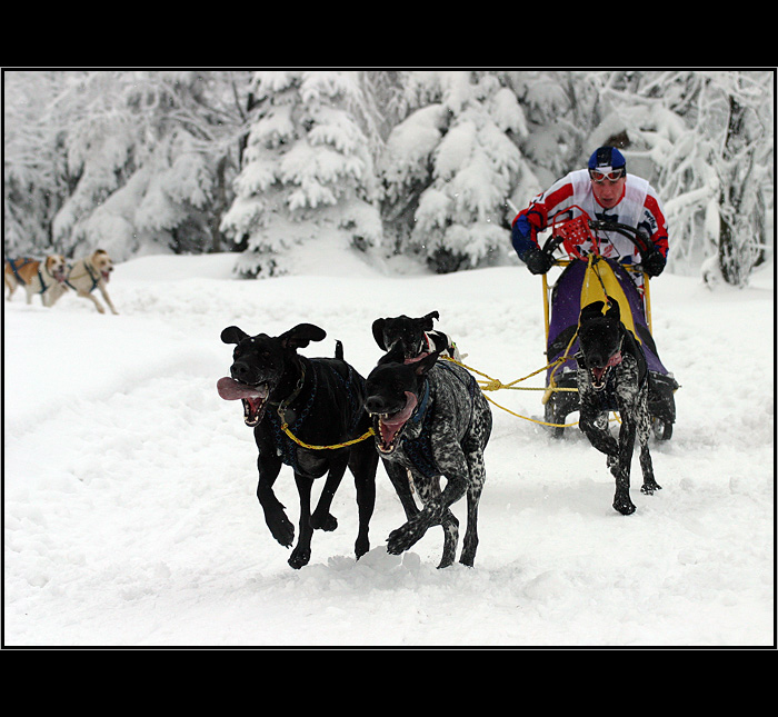 <b>Komárka 2004</b>