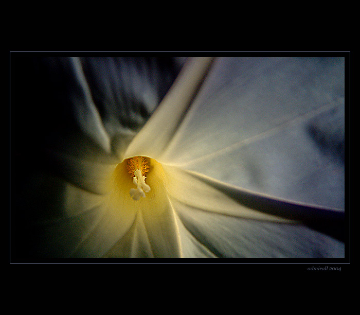:: flower ::