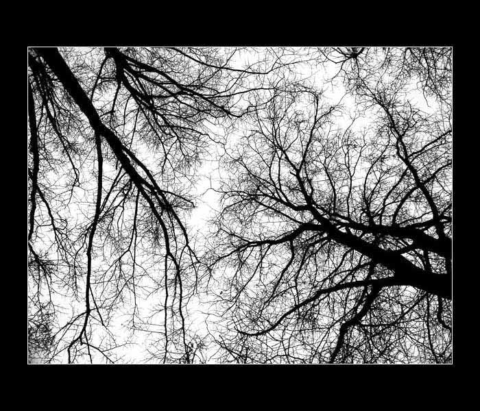 Neurony