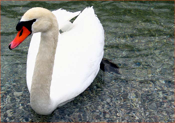 Labuť