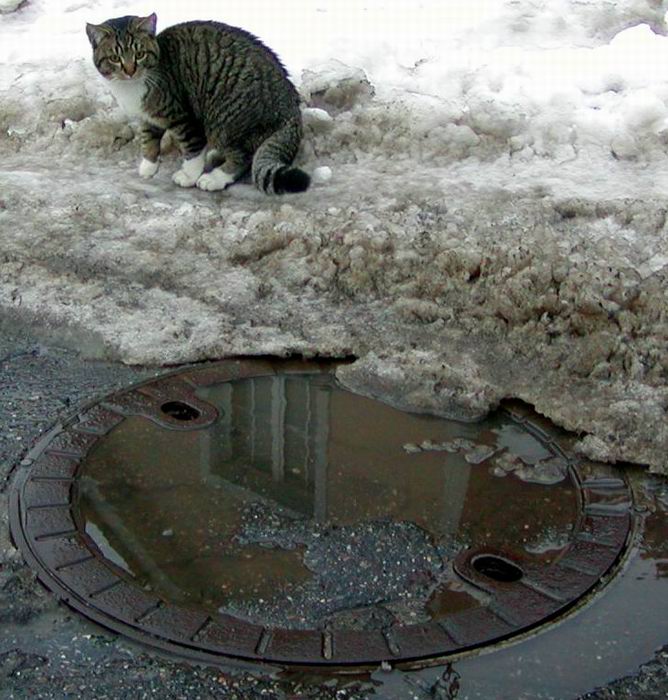 kote zkoumajici kanal