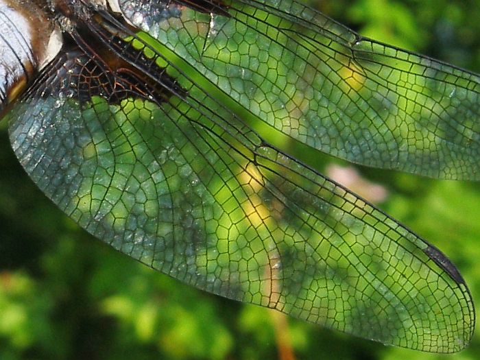 Mozaika depressa