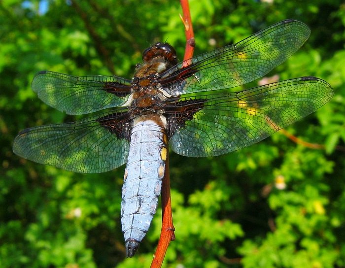 Libellula depressa