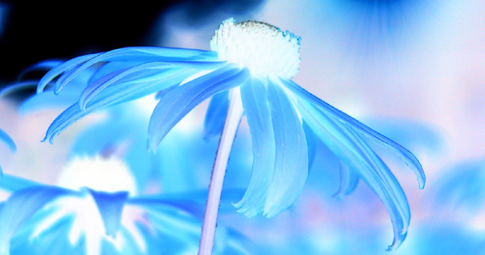 Světle modrý svět