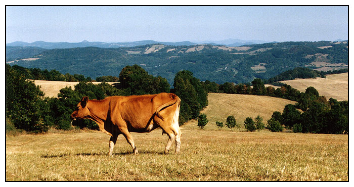 Kravička z Javor