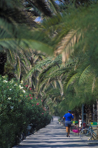 Všude samý palmy ... :)