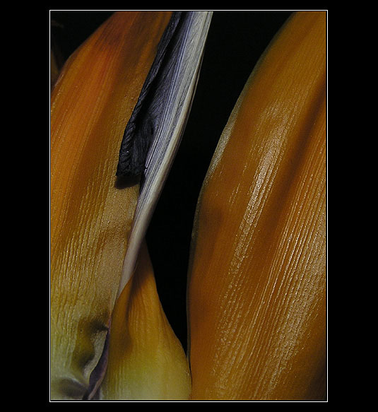 Oranž