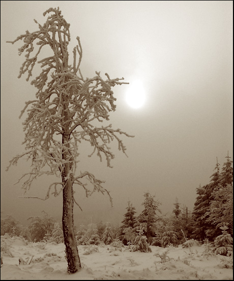 Strom