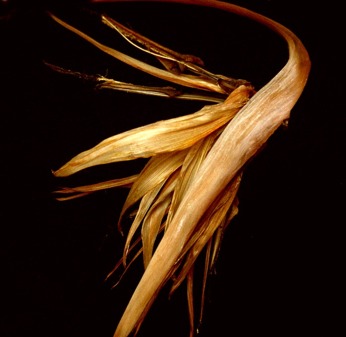 Strelicia