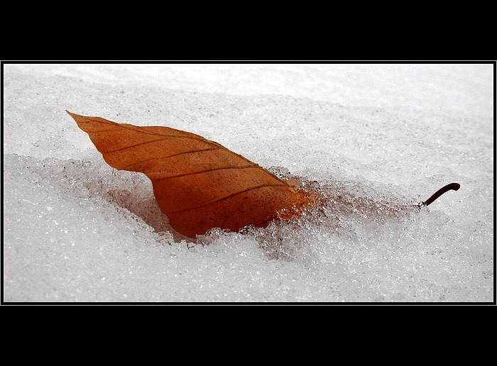Listoborec ______/