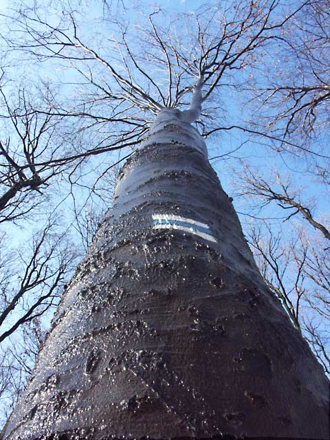 spotený strom