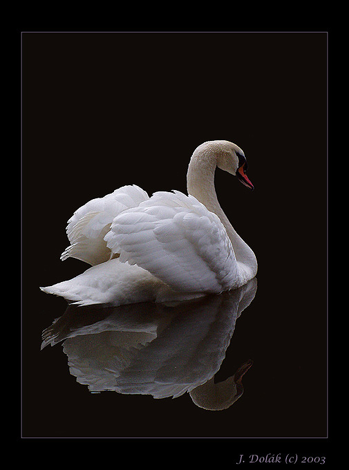 Labutí jezero...