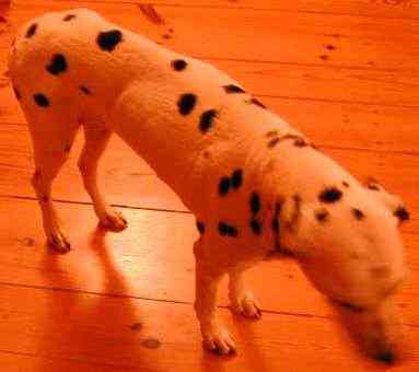 dogstyle