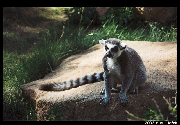 Lemur