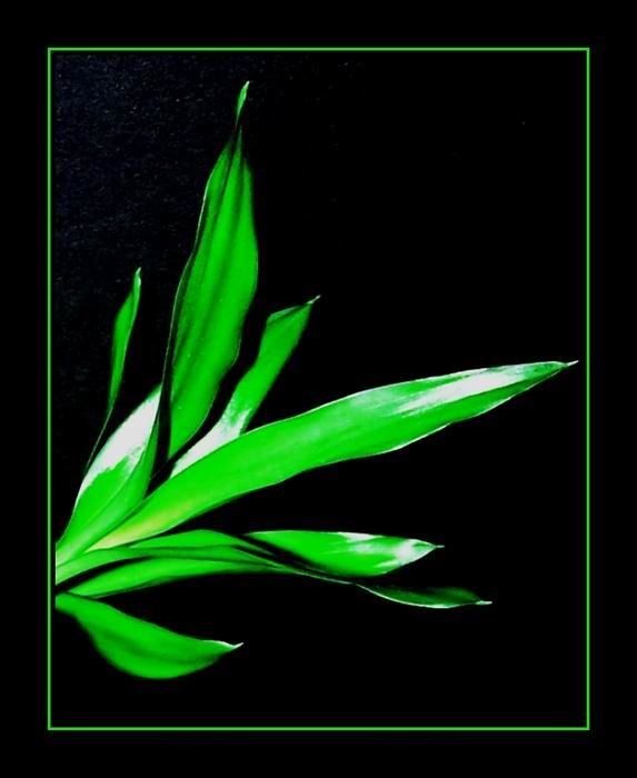 Bamboo