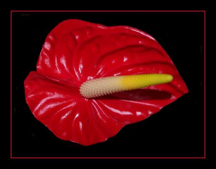Athurium