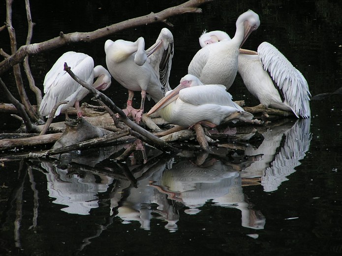Hygiena pelikanu