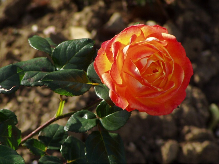 ... pro moje Slunicko