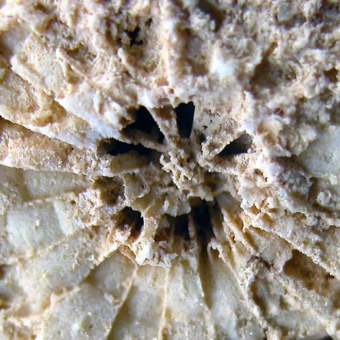 Fossilized Sea Creature