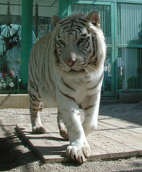 Naštěstí za sklem.