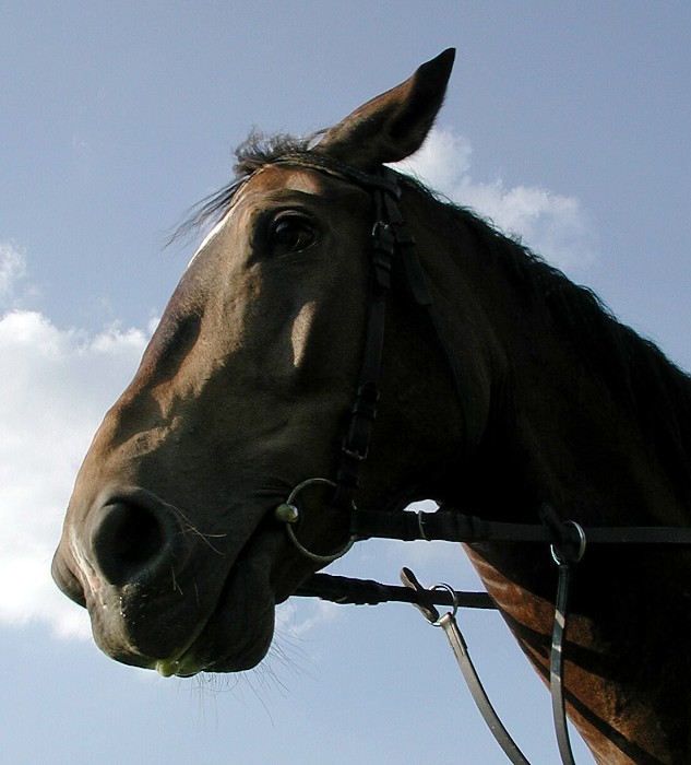 Starosti nechte koňovi ...