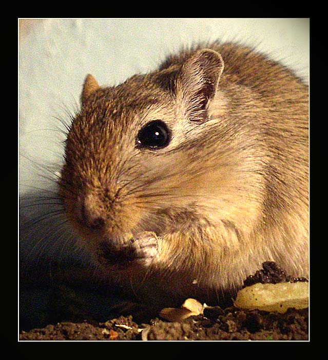 <I>krmení dravé zvěře ;)</I>
