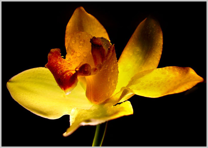 <B>..: The Fire Flower :..</B><br>