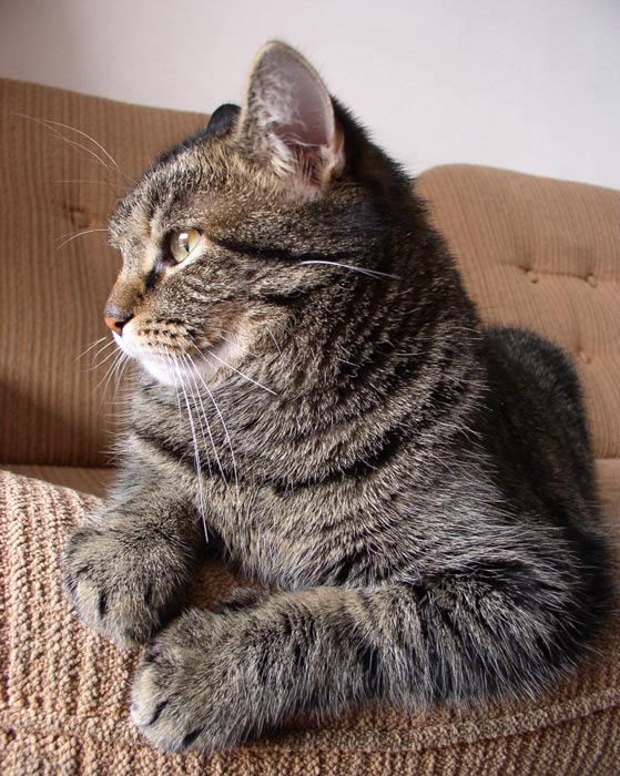 <B>... Domáci leňoch ... </B><br>