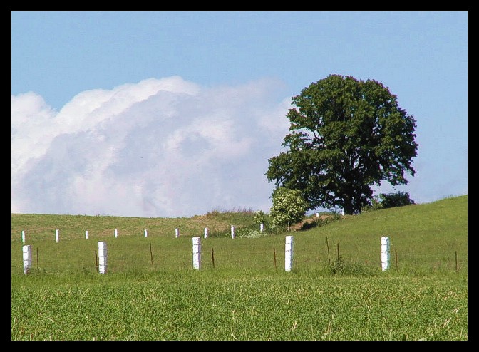 Ostro strážený strom