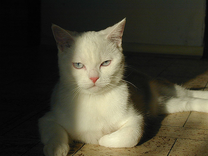 Dobrá kočka která nemlsá