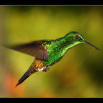 .:: Kolibřík ::.