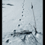 U zamrzlého rybníku