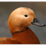 Husice rezavá - portrét, ZOO Plzeň