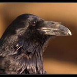 krkavec velký, ZOO Plzeň
