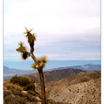 ..: Joshua Tree :..
