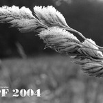 PF 2004