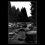 Vydra B/W