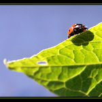 Beruška a její stín
