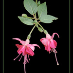 Fuchsie